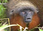Purring Monkey Vegetarian Piranha Among Amazon Species