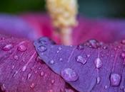 Night Fire Hibiscus