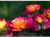 Photo: Rainbow Sorbet Roses