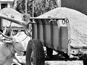 Rampant Illegal Sand-mining Bullock Carts Arrested ..... !!!!