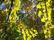 Morning Light with Autumn Leaves