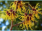 Witch Hazel