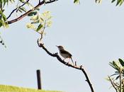 Tailorbird ..... Taylor,