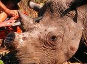 Neo-colonialist Attitudes Ignoring Poachernomics Will Ensure More Extinctions