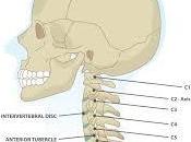 Cervical Fusion: Truth That Need Know!