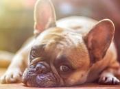 Free Animal Stories eBooks