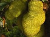Secret Benefits Eating Jackfruit