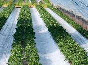 Biodegradable Mulch Film Market Share Growing Rapidly with Development, Recent Trends, Revenue Forecast 2018-2026