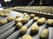 Potato Processing Market Rapidly Increasing Growth Latest Report With Future Estimations, Current Trends Opportunity Analysis 2025