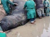 Huge Elephant Recently Spotted Dead (Photos)