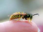 Pest Control Service Utah