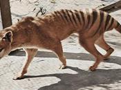 Resurrect Thylacine? Maybe, Won’t Help Global Extinction Crisis