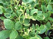 Dicamba Market Global Analysis Trends, Share, Size, Growth, Opportunity Forecast 2019 2027