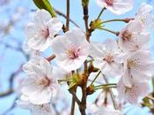 Hanami Cherry-blossoms