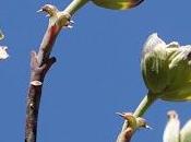 Exuberant Spring