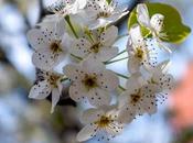 Cherry Blossoms [Sakura Japanese National Flower]
