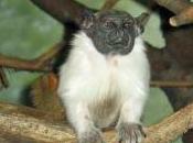 Featured Animal: Pied Tamarin