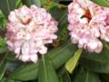 Mountain Laurel Flower Clusters