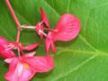 Bright Flowers Over Green Leaf (Begonia Semperflorens)