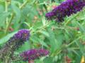 Purple Butterfly Bush (Buddleja Davidii)