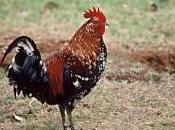 Featured Animal: Chicken