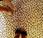 Spot