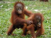 Please Help... Trilogy Campaign Save Endangered Orangutans Borneo!