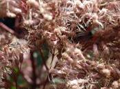 Plant Week: Eupatorium Maculatum ‘Riesenschirm’