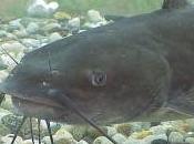 Featured Animal: Catfish