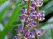 Plant Week: Liriope Muscari ‘Big Blue’