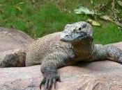 Featured Animal: Komodo Dragon