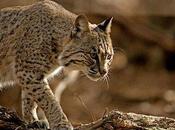 Bobcat Resilient Predator North America