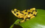 Under Threat Panamanian Golden Frog