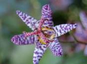 Plant Week: Tricyrtis Formosana