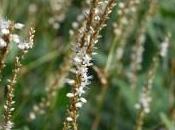 Plant Week: Persicaria Amplexicaulis ‘Alba’