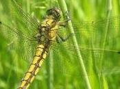 Featured Animal: Dragonfly