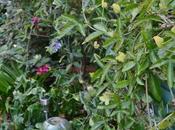 Garden Bloggers’ Bloom October 2011