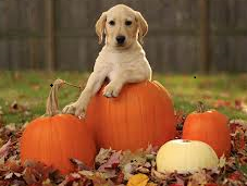 Doggie Trick-or-Treat Tips: Have Safe Halloween with Your Hound