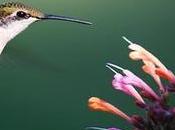 What Should Marketers Know About Google Hummingbird?