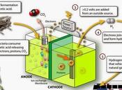 Producing Hydrogen Fuel Harnessing Sun's Energy Sewage
