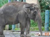 Seattle Investigates Itself Regarding Elephant Cruelty