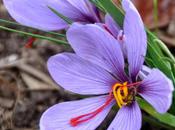 Autumn Crocus