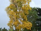 Carya Cordiformis