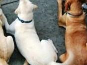 Dog’s Tail Wags Reveal More Than Think