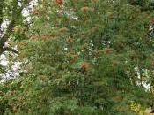 Sorbus Commixta