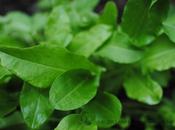 What with Perennial Sorrel?