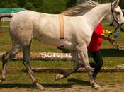 Salmonellosis Intestinal Bacterial Infections Horses