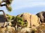 Best Months Visit Joshua Tree National Park