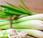 Lemongrass Substitutes Flavor Your Dishes