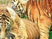 Seeks Names Three Bengali Tiger Cubs